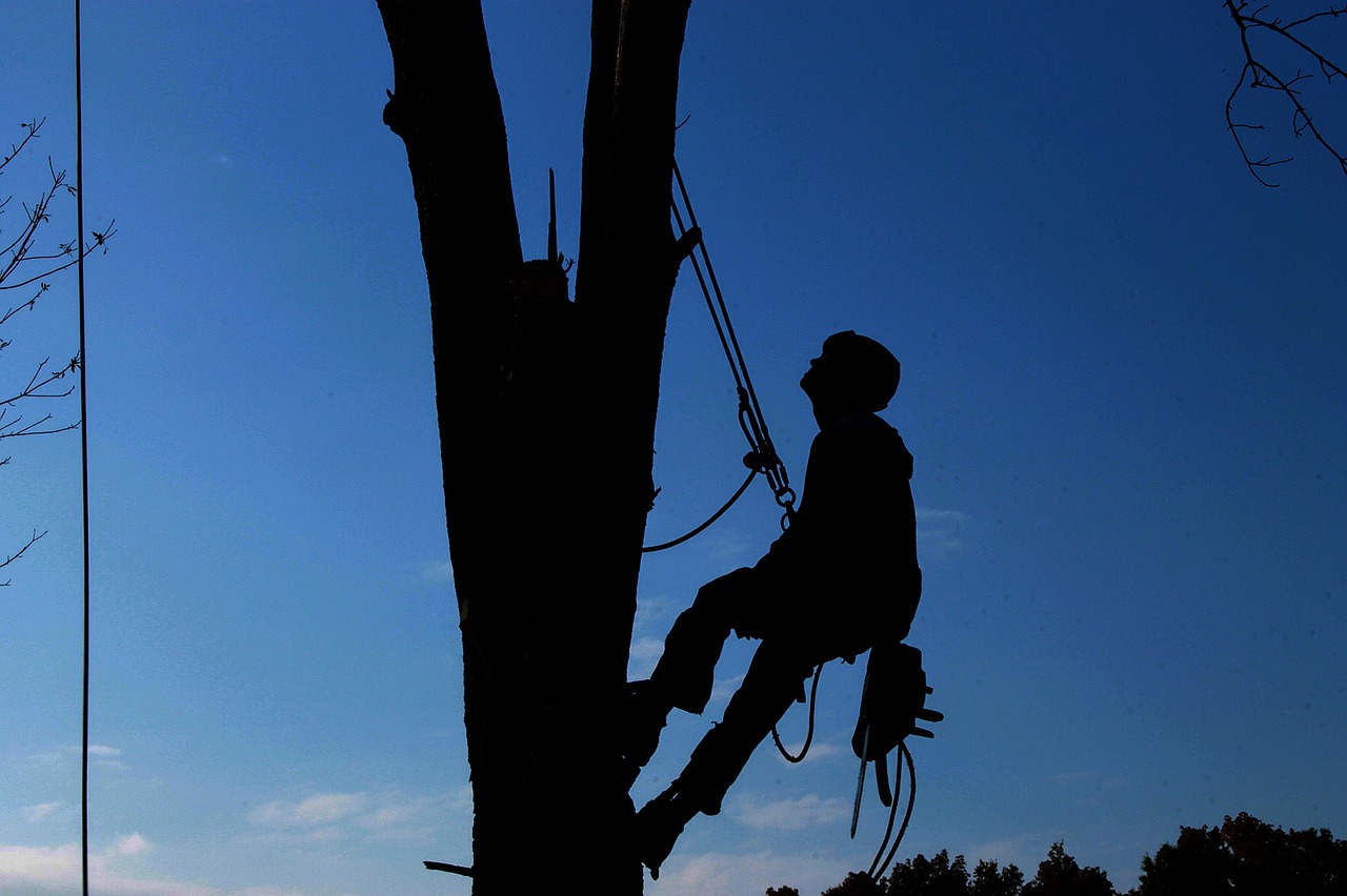 tree-care-services-irving